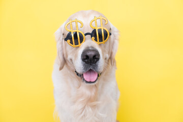 Portrait of a cute dog in sunglasses in the shape of a dollar. Golden retriever sits on a yellow...