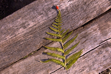 Stylized mini Christmas tree made of fresh fern leaf and star made of rosehips. Small natural...