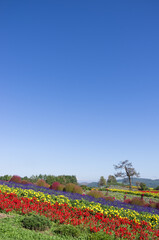 花々の咲く丘と青空