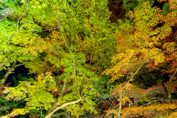 Fototapeta premium 宝厳院