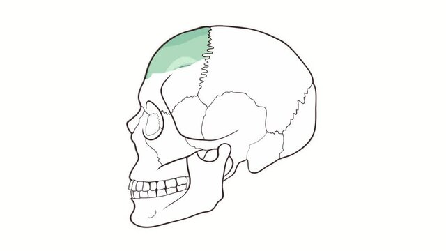 Human Skull side view Frontal bone whiteboard animation