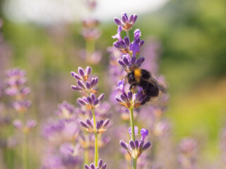 bumblebee  on lavender flowers (Lavandula) in bloom