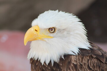 american bald eagle