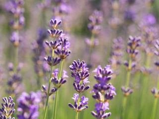 Lavender flowers (Lavandula) in bloom