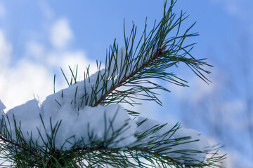 Pine branches in the snow against the sky
