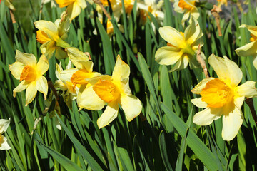 Bright yellow and white daffodil flowers in a garden