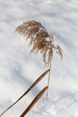 Phragmites reed in the snow in the wind