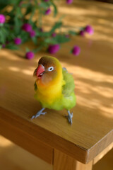 ボタンインコ