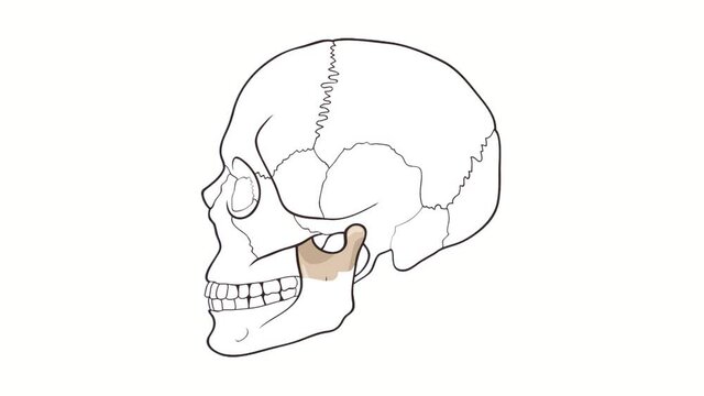 Human Skull side view Mandible whiteboard animation
