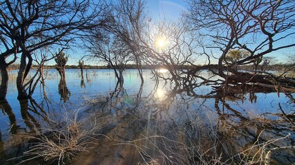 reflection of trees in water