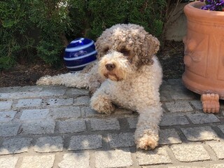 Portrait of a Lagotto Romagnolo dog