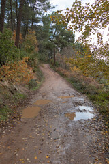 After rain rough, muddy road in autumn forest nature. Rural area. Vivid morning in colorful forest with sun rays through branches of trees.  No people.
