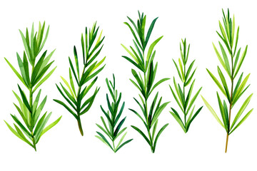 Watercolor twig of rosemary. Isolated natural herbs illustration on white background hand drawn