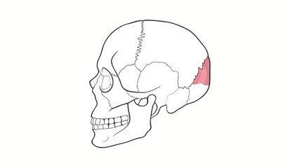 Human Skull side view Occipital Bone whiteboard animation
