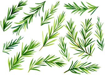 Rosemary on isolated white background, watercolor illustration