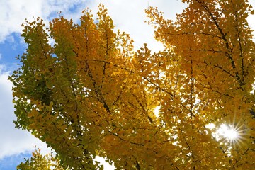 Sunrays shining through a ginkgo biloba tree in autumn