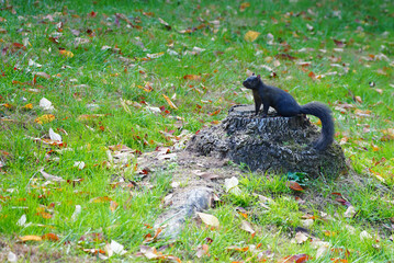 View of a black squirrel in the fall