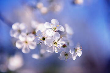 Spring flower 3