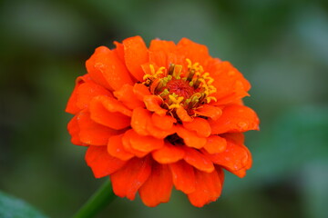 Close-up of an orange red zinnia flower in bloom - 474009804
