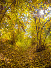 Fototapeta premium autumn leaves