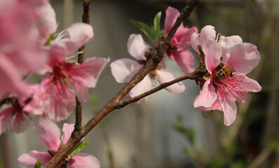 Peach Tree with Pink Blossoms and Bee Close up