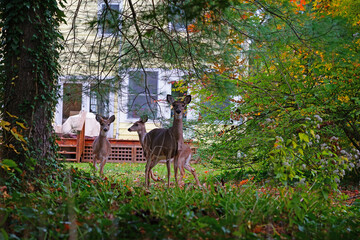 Wild deer in the fall in a suburban New Jersey backyard