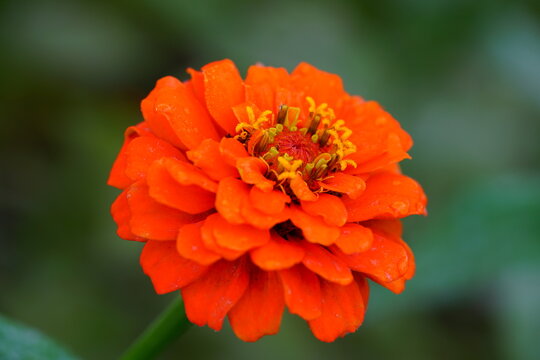 Close-up of an orange red zinnia flower in bloom