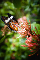 Fototapeta na wymiar Butterfly on a flower, Bali, Indonesia