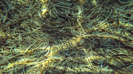 Underwater world of Mediterranean Sea. Near Marmaris, Turkey