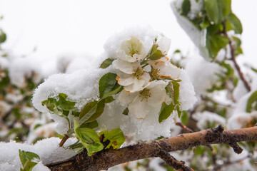 White Apple blossoms in snow