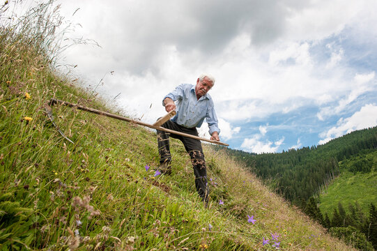 Senior farmer working cutting plants with scythe on hill at Salzburg State, Austria