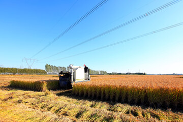 Fototapeta na wymiar Harvester machine is harvesting rice