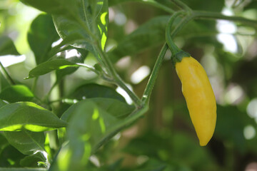 Lemon Drop Pepper from Peru Aji Limo Capsicum frutescens L.