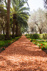 The path among the trees in the Bahai Gardens