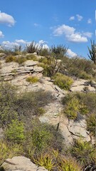 rocky mountain landscape