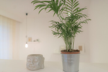 plant in a flowerpot