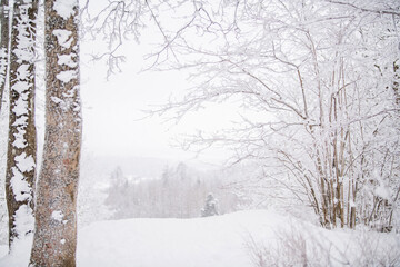 Foggy snowy landscape of northern park. Soft focus.