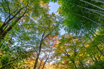 Fototapeta premium 圓光寺