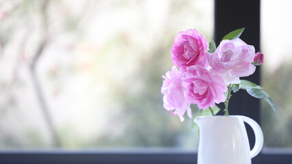 Pink Rose flower closeup in front of window