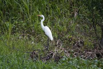 Great Egret (Ardea alba) Ardeidae family. Amazon, Brazil