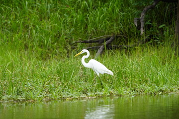 Great Egret (Ardea alba) Ardeidae family. Amazon, Brazil