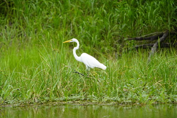 Great Egret (Ardea alba) Ardeidae family. Amazon, Brazil