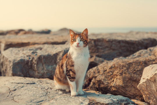 Beautiful stray cat standing on the rocks by the sea. Multicolored adorable domestic kitten looking towards camera.  Photo toned with retro vintage effect.