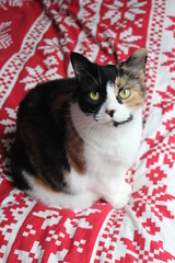 Beautiful Tabby Cat Reclines Gracefully on Cushions.