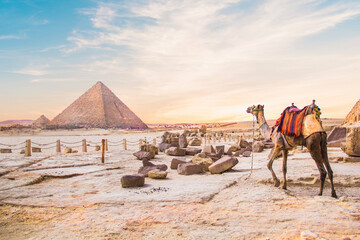 Camel against the background of the pyramids of the pharaohs Cheops, Khafren, and Mikerin in Giza, Egypt