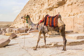 Camel against the background of the pyramids of the pharaohs Cheops, Khafren, and Mikerin in Giza,...