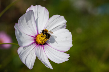 Obraz premium Mexican aster (cosmos bipinnatus) – a white flower on the summer garden.