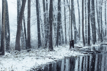 Winter morning, forest swamp.
