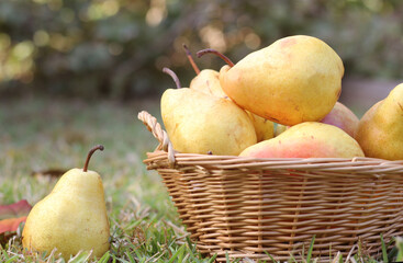 Pears in Wicker Basket Outdoors in Autumn