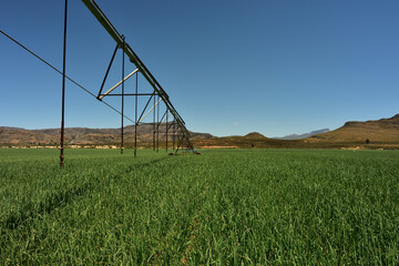 A center-pivotal irrigation system in a promising onion field in the Koue Bokkeveld, Western Cape